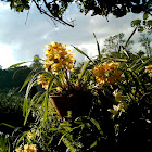 Orchid