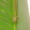 Opsiphanes caterpillar