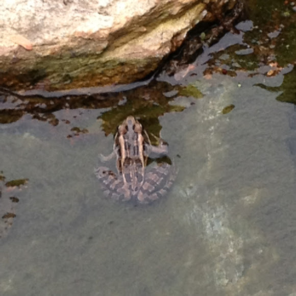 Spotting Image 1