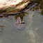 Pickerel frog