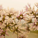 Purple Meadow Rue