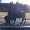 Bison