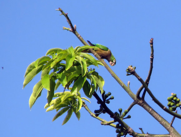 Spotting Image 1