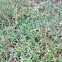 Grass