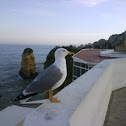 Seagull