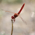 Red Dragonfly