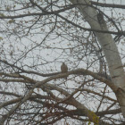 mourning dove