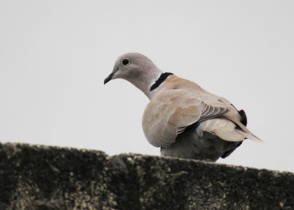 Spotting Image 1