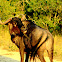 Wildebeest