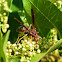 Wasp