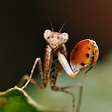 Boxer Mantis