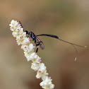 Carrot Wasp