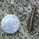 caterpillar