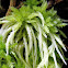 Spread-Leaved Peat Moss
