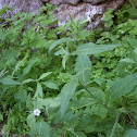 Coyote tobacco