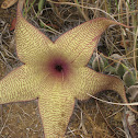Carrion Flower