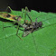 Assassin Bug