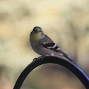 American Goldfinch
