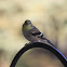 American Goldfinch