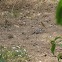 Hoopoe