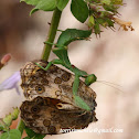 Ameles spallanzania