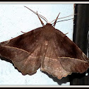 Curve-toothed Geometer Moth