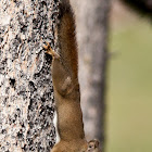 American Red Squirrel