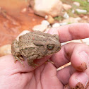 Woodhouse's Toad