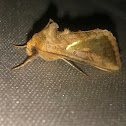 glittering moth