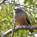 Chestnut-tailed Starling