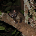 Asian Palm Civet