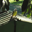 Great Kiskadee