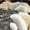 Lichen