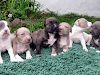 Cachorros American Stafford Para Navidad