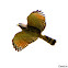 Roadside Hawk