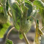 Sacred Datura