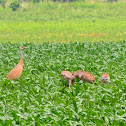 SandHill Crane