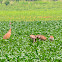 SandHill Crane