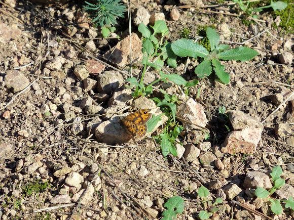 Spotting Image 1