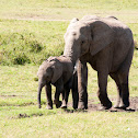 African elephant