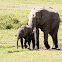 African elephant