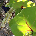 Mangrove Skipper