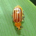 Flea beetle
