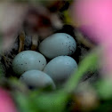 House Finch eggs