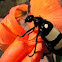 CMR Blister Beetle