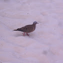 Eared Dove