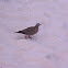 Eared Dove