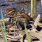 Reed Bunting