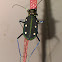 Tiger beetle
