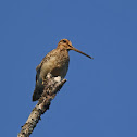 Common Snipe